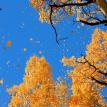 Nature - Autumn Blue Sky Fall Bible Truthworks Artwork %u2502 Grace Spirit Truth GotLifeQuestions.com #GLQ (1.0.0).jpg